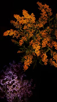 iOS 10 flower 00002