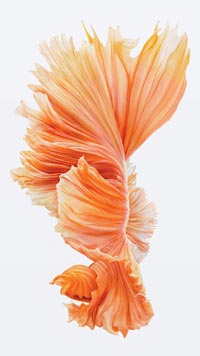 iOS 10 ikan 00002