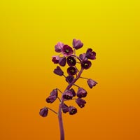 wallpaper iphone 8 flower fritillaria