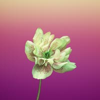 wallpaper iphone 8 flower helleborus