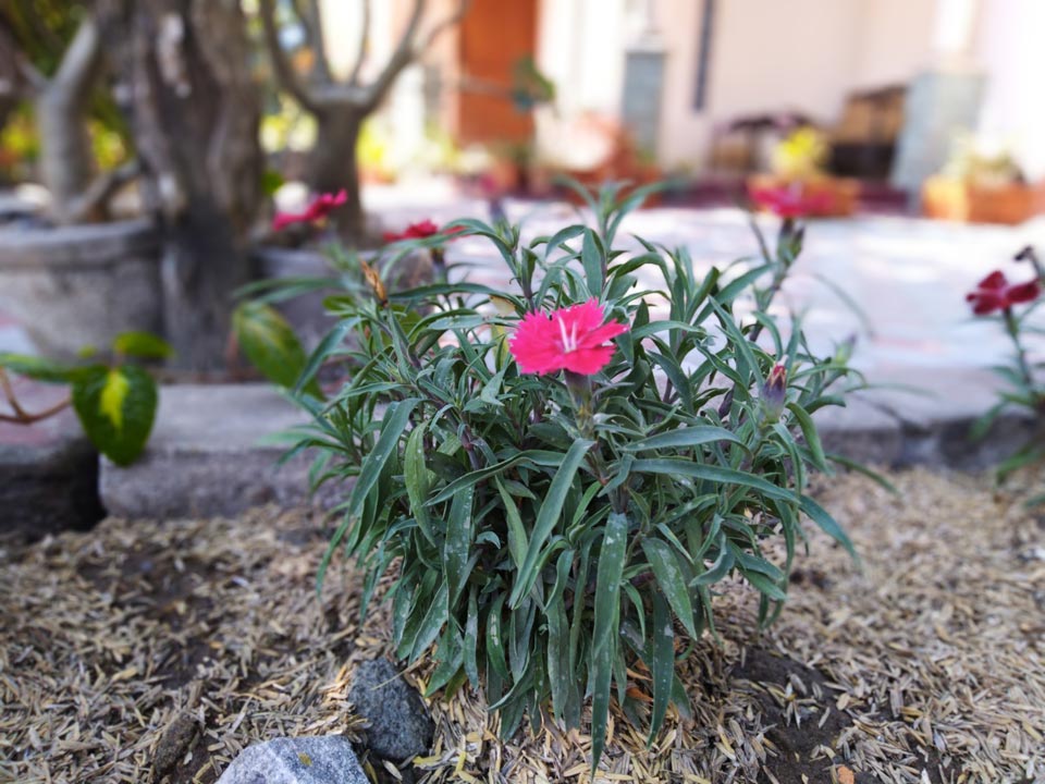 tes gcam lens blur 01
