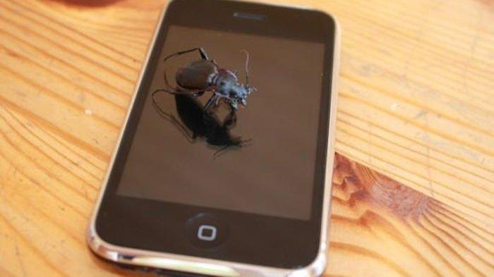 Mengerikan! Apple Store Diserang Pasukan Kutu Busuk