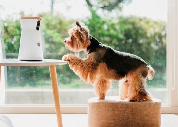 Pilihan Kamera Pemantau Hewan untuk Awasi Peliharaan Kesayangan