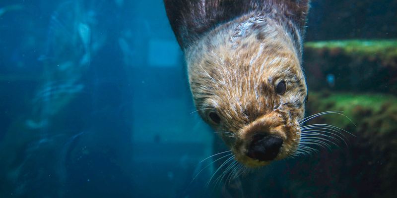 Rekomendasi Travel Virtual Buat Kalian yang Bosan Di Rumah Aja