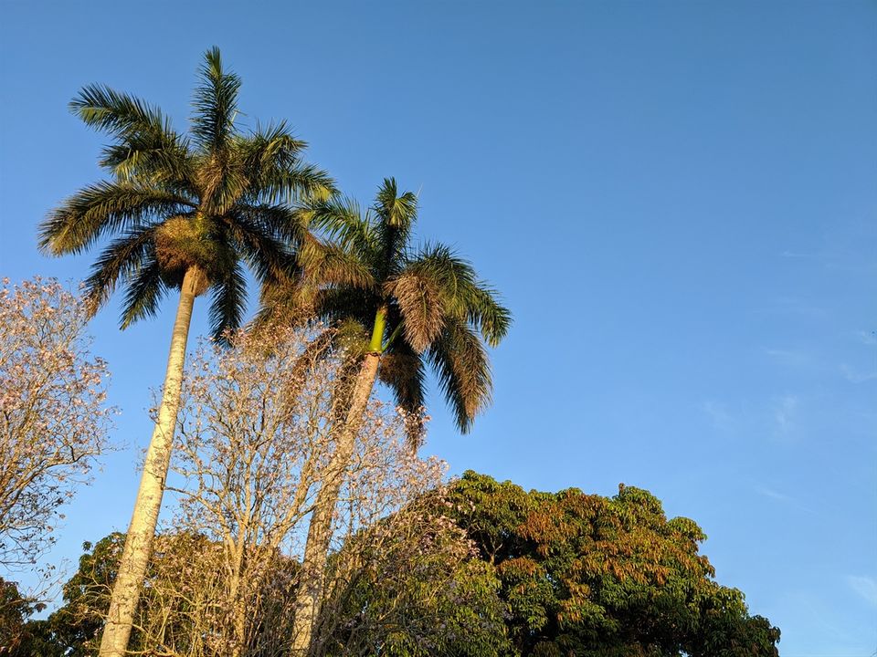 Bocoran Hasil Foto Pixel 4a Tunjukan Kualitas Khas Kamera Google