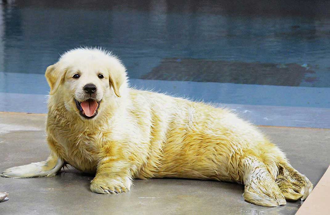 foto hewan lucu anjing laut dan anjing golden retriever
