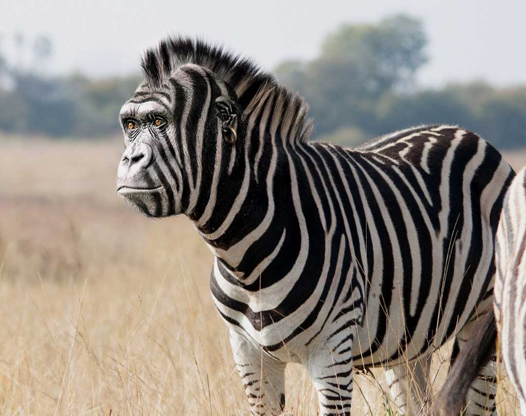 foto hewan lucu gorila dan zebra