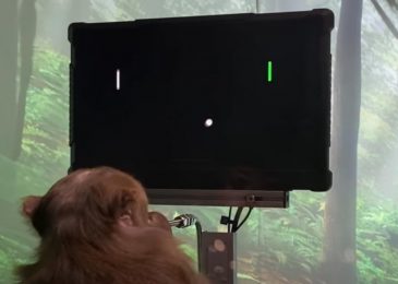 monyet main game pakai pikiran