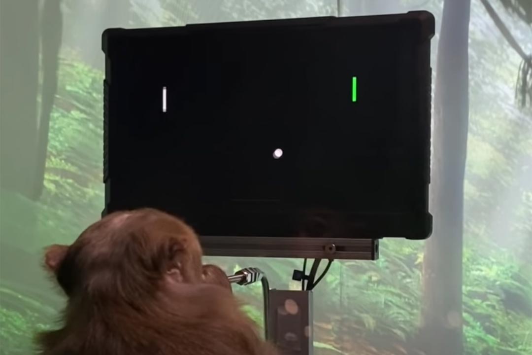 monyet main game pakai pikiran