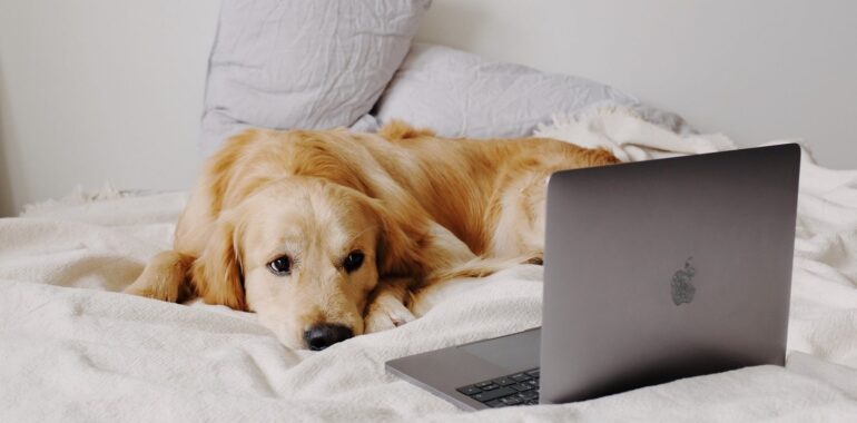 dog on bed with laptop