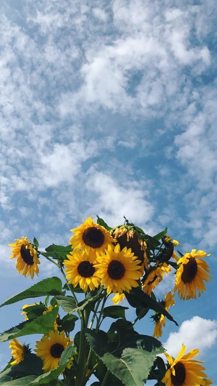 Wallpaper iPhone 11 tema Bunga