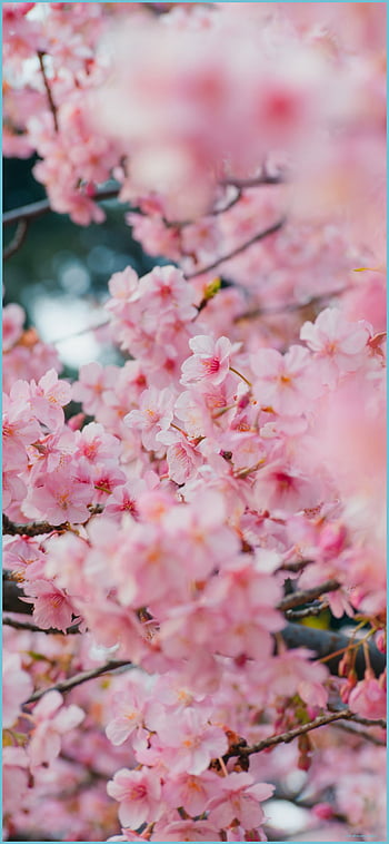 Wallpaper iPhone X tema Sakura
