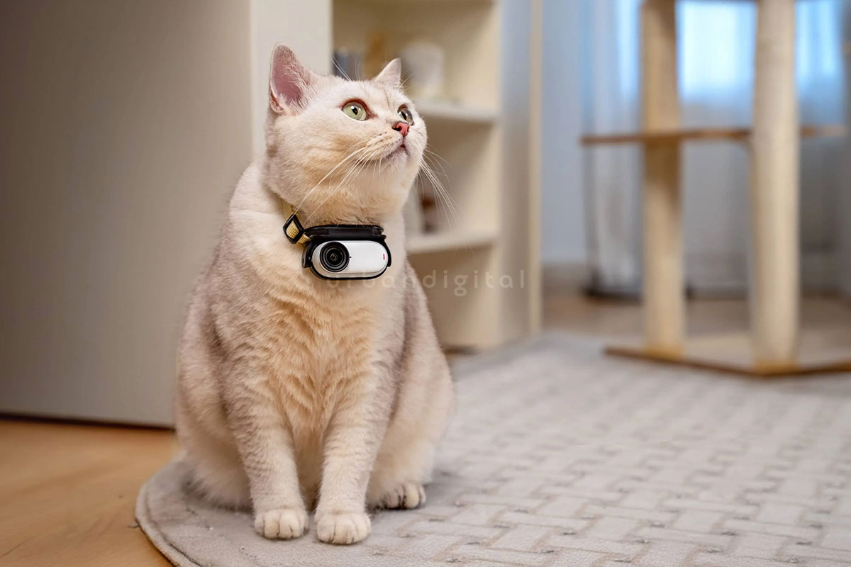 Insta360 GO 3S dipakai kucing